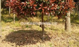 25公分的银杏树价格